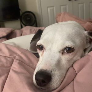 Meet your Posher, Payton